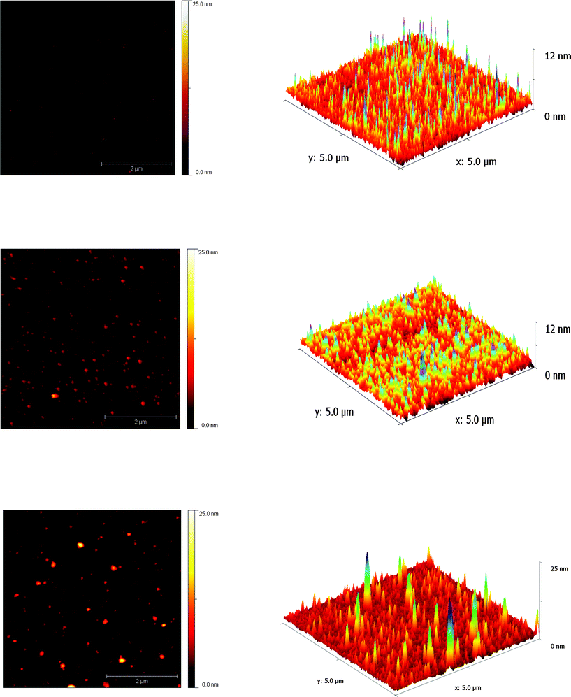 
            Atomic force microscopy of proteins. Left 2-D plots of surface height; Right 3-D reconstruction of the same data. Top image of A-(−) adsorbed on mica; middle image of A-(−) adsorbed on mica; bottom image of a 1 : 1 mixture of A(−) and A(+)adsorbed on mica. The scale bar in the AFM images represents 2 μm for all images. Differences in the x–y dimensions of particles are tip-induced artifacts.