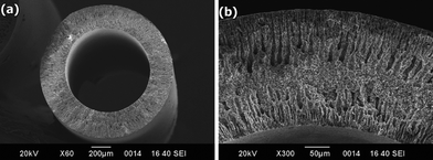 
          SEM images of an anode-supported hollow fiber SOFC. Reproduced from ref. 92 with permission.