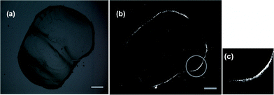 A typical polarized optical microscopy image of the periphery of a dried drop: (a) without cross-polar, (b) under cross-polar and on the right side (c), a specific magnified zone is shown. The scale bars in both (a) and (b) express 100 μm.