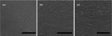 
          SEM images of the MWNT deposit formed at the circular rim from a droplet for different amplified times are represented in (a), (b) and (c), respectively. The scale bars correspond to 5 μm, 2 μm, and 1 μm respectively.