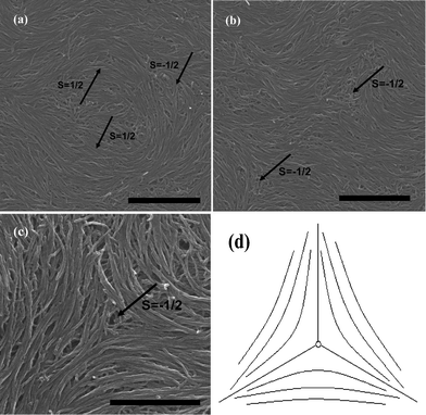 
            SEM images of splaying defective cores formed by long MWNTs during the end of the evaporation are represented in (a), (b) and (c), the scale bars correspond to 2 μm, 2 μm, and 1 μm respectively. (d) Denotes the mathematic model showing the field of the directions.