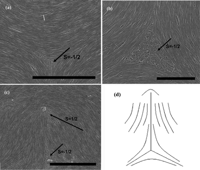 
            SEM images of splaying defective cores formed by long SWNTs during the end of the evaporation are represented in (a), (b) and (c), the scale bars correspond to 5 μm, 2 μm, and 5 μm respectively. (d) Denotes the schematic diagram of (c).