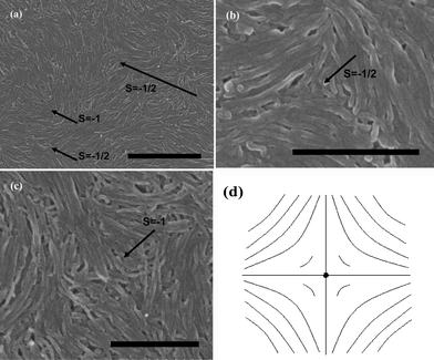 
            SEM images of splaying defective cores formed by short MWNTs during the end of the evaporation are represented in (a), (b) and (c), the scale bars correspond to 1 μm, 500 nm, and 500 nm respectively. (d) Denotes the schematic diagram of (c).