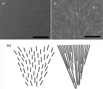 
          SEM images of the aggregating arrangement of long SWNTs with high density in their dried films are represented in (a) and (b). The scale bars correspond to 5 μm and 2 μm, respectively. (c) Schematically shows splay deformations separate for short and long rigid rod-like molecules.