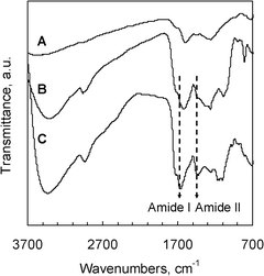 
            FT-IR spectra of (A) magnetic composite (MHC), (B) laccase immobilized over magnetic carbon capsules (Lc-MHC), and (C) free laccase.