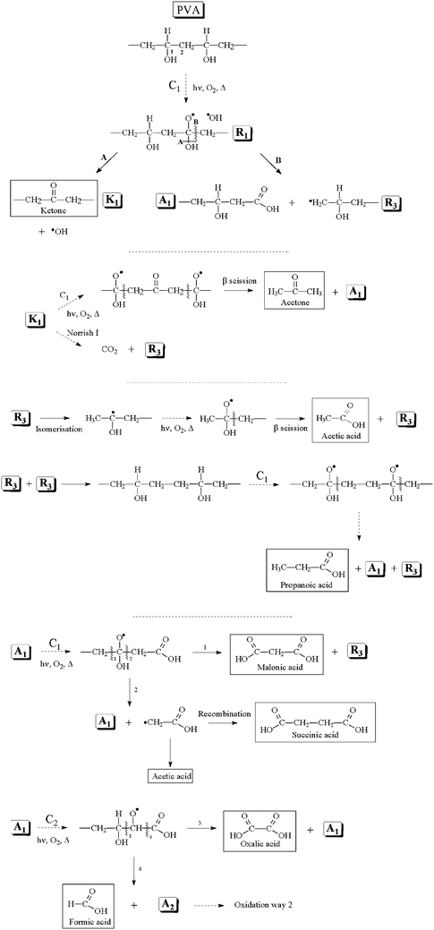 
              Oxidation mechanism of the PVA with a primary attack on the tertiary carbon (C1).