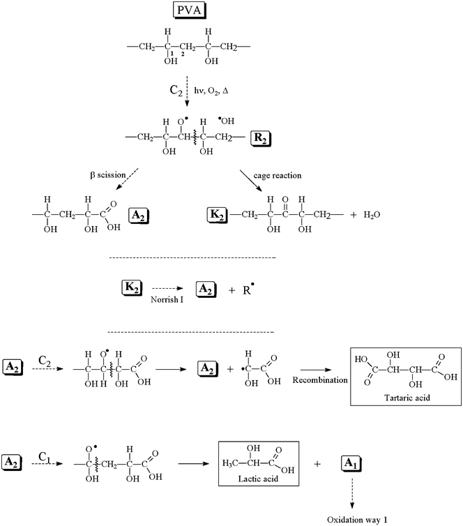 
              Oxidation mechanism of the PVA with a primary attack on the secondary carbon (C2).