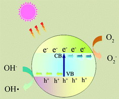 Photoexcitation of a semiconductor and the subsequent generation of radicals or intermediate species, which are involved in the photocatalytic reaction.