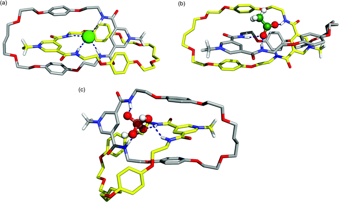 Representative co-conformations of (a) 112+(Cl−), (b) 112+(AcO−), and (c) 112+(H2PO4−) in a 1 : 1 chloroform-methanol solution. Solvent molecules and the PF6− counter ion are omitted for clarity. Relevant hydrogen bonds are represented by dashed lines. The C–H hydrogen atoms (apart from N-methyl protons) have been omitted.