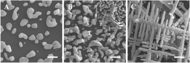 
            FESEM images of Sn nanostructures prepared through replacement reaction between Zn nanodiscs and SnCl2 with different concentration: A. 10 mM SnCl2. B. 100 mM SnCl2. C. 500 mM SnCl2; all scale bars are 1 μm.