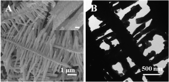 A typical SEM image (A) and a typical TEM image (B) of tin oxide nanodendrites; inset of Figure A is a high magnification SEM image of branches with a scale bar of 200 nm.