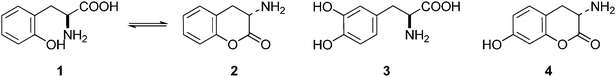 Structures of ortho-tyrosine 1, ortho-tyrosine lactone 2, dihydroxyphenylalanine (DOPA) 3 and the lactone derived from an isomer of DOPA 4.