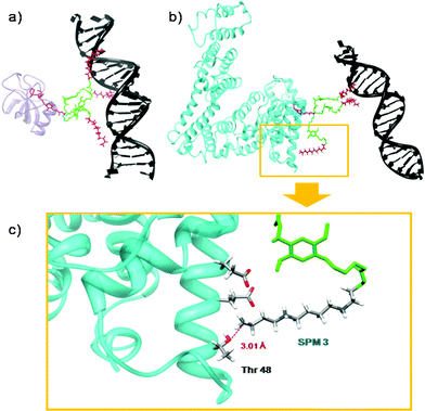 Binding between (a) HFBI–pllG1 or (b) BSA–pllG1 and DNA at 9.4 mM NaCl. CEN, REP and SPM residues of the dendrons are colored in pink, green and red respectively. HFBI, BSA and DNA are represented as purple, cyan and dark ribbons. Water and ions are omitted for clarity. (c) Detail of the binding site: intramolecular interactions between SPM 3 and the Thr 48 of the BSA protein—formation of a 3.01 Å long hydrogen bond.