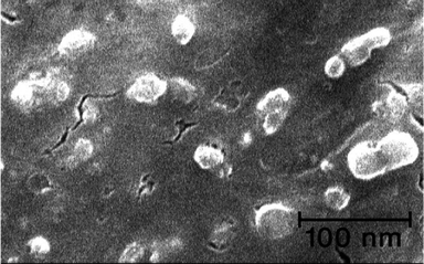 The SEM image of the agarose hydrogel supported Pd nano-catalyst after the first run of the reaction of 4-iodoanisole with phenylboronic acid, which shows the conservation of a regular dispersion of the particles on the surface of the agarose hydrogel.