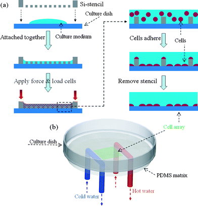 (a) Schematic illustration of patterning cell on culture dish by the Si-stencil. See text for details. For better view, the last three steps were enlarged to see the cells. (b) 3D view of the experimental setup for creation of thermal gradient (not to scale). Cold and hot water flow through the blue and red U-shaped tube, respectively. Both tubes were attached to the bottom of culture dish by the PDMS matrix. In the centre of the culture dish, there was a cell array shown in green color.