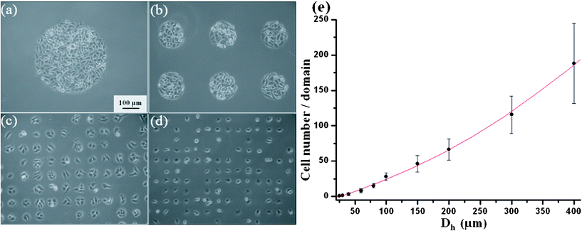 (a–d) Phase contrast microscopy image of HeLa cell patterned with different Dh: a = 400 μm, b = 150 μm, c = 40 μm, d = 30 μm, respectively. All images are at the same magnification. (e) Cell number per domain as a function of Dh. Cells were counted and averaged over 50 domains of each size.