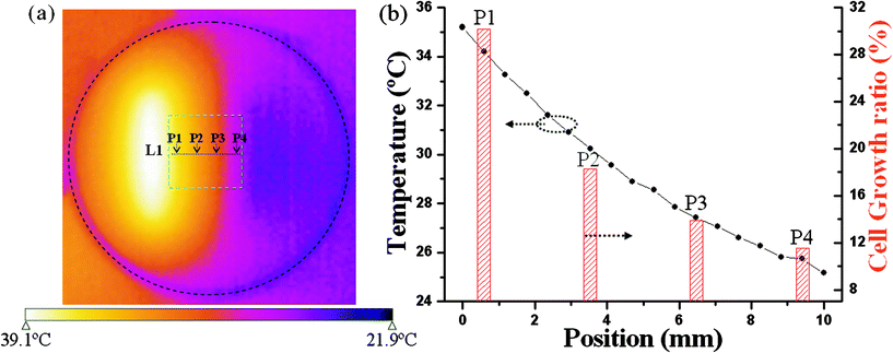 (a) Infrared thermographic image of the culture dish was taken to show the thermal gradient. L1 stands for line 1. (b) Black curve: temperature as a function of position along L1 direction; Red histogram: cell growth ratio of four places (P1, P2, P3 and P4) as a function of position along L1.