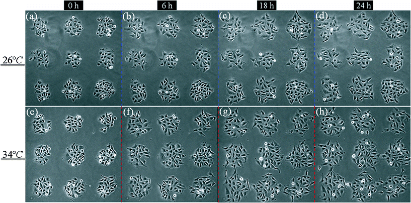 
          Cell growth under thermal gradient. (a–d) at the same location of 26 °C; (e–h) at the same location of 34 °C. They are captured in the time of 0, 6, 18, and 24 h after applied thermal gradient.