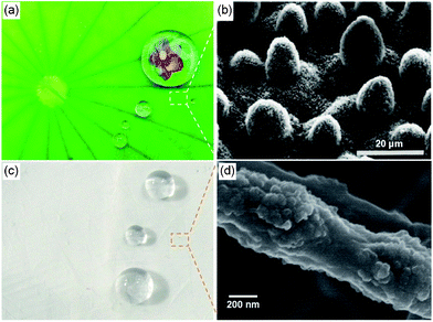 (a) Lotus leaves show superhydrophobic properties. Reprinted with permission from © 2009 www.yiitoo.com. (b) SEM image of the surface structures on the lotus leaf.35 Reproduced with permission from ref. 35. © 1997 Springer-Verlag. (c) Several water droplets placed on SiO2 membranes. (d) FE-SEM image of an inorganic silica fiber with a lotus-leaf-like structure.