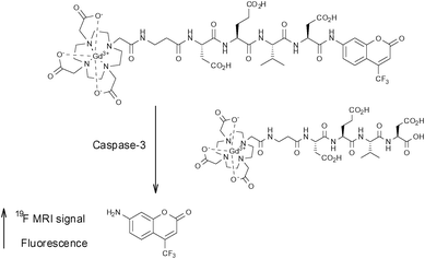 The smart bimodal contrast agent reported by Mizukami et al.53 switches ‘on’ upon interaction with the protease caspase-3.