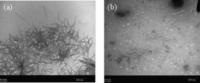 
          TEM images of (a) non-modified CW and (b) l-leucine modified CW.