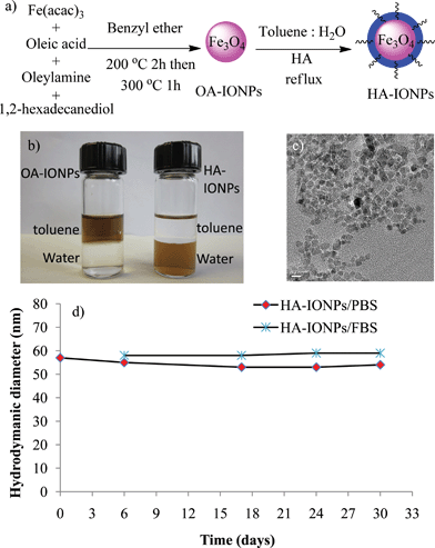 a) Synthesis of HA–IONPs. b) Pictures of OA–IONPs and HA–IONPs in a toluene–water two phase system. c) TEM of HA–IONPs (the scale bar is 10 nm). d) Hydrodynamic diameter of HA–IONPs in PBS and 10% FBS containing PBS.