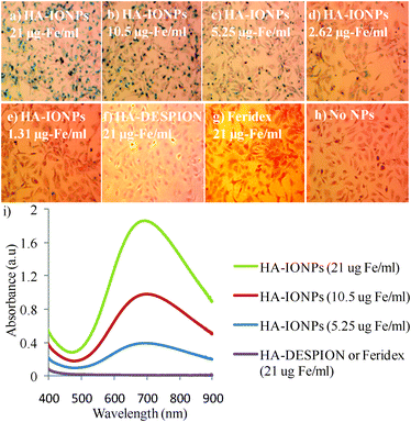 Prussian blue staining of SKOV-3 cells upon incubation with a) 21; b) 10.5; c) 5.25; d) 2.62; e) 1.31 μg of Fe per mL of HA–IONPs; f) 21 μg of Fe per mL of HA–DESPION; and g) 21 μg of Fe per mL of Feridex after washing off the unbound NPs. h) Cells without NP incubation. i) UV-vis spectra of SKOV-3 cells after incubating with various concentrations of NPs followed by washing off the unbound NPs and Prussian blue staining.