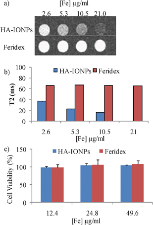 a) T2 weighted images of SKOV-3 cells upon incubation with various concentrations of HA–IONPs and Feridex after removing unbound NPs. b) T2 values of SKOV-3 cells upon incubation with various concentrations of HA–IONPs and Feridex after removing unbound NPs. The T2 value at an Fe concentration of 21 μg mL−1 was too small (<10 ms) to be quantified accurately. All experiments were repeated at least three times. The error bars were too small to be seen in these graphs. c) MTS cell viability assays showed that HA–IONPs are highly biocompatible.