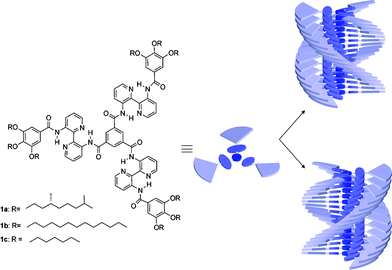 Investigated molecules 1a–c and their originally proposed helical superstructure. In chiral 1a one helical sense is preferred, while for 1b,c both helical senses are present in equal amounts.