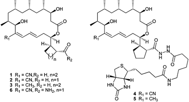 Structures of borrelidin, analogs and chemical probes.