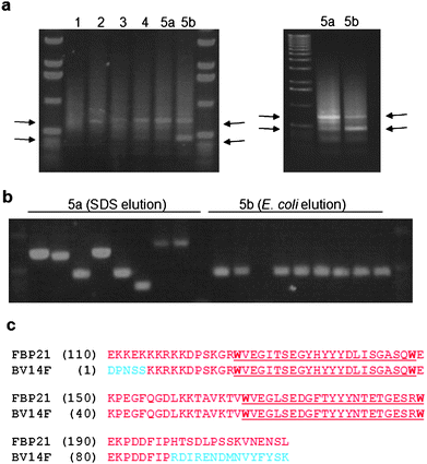 
          (a) Four serial rounds of biopanning resulted in the progressive enrichment of two phage products of approx. 450 and 600 bp respectively (highlighted by arrows) as judged by PCR of total phage after each round. The final round was eluted using either SDS (5a) or E. coli (5b), and resulted in differential enrichment of these two bands (see right hand image for clarity); (b) PCR analysis of single colony isolation of phage from the final round of biopanning (representatives of rounds 5a & b are shown); (c) Sequence analysis of the phage PCR products identified a common insert containing a translated 83 amino acid section (red) of FBP21 including its tandem WW domains (underlined); the translated sequence for a single clone BV14F is shown alongside that for FBP21 (NM_007187).