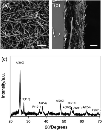 (a) and (b) Scanning electron microscope images of a cross-linked TiO2 nanowire thin film after thermal annealing: (a) top view (scale bar = 25 μm) and (b) side view from a cross section of the thin film (scale bar = 10 μm). (c) XRD pattern of the TiO2 nanowires showing a mixture of anatase (A) and rutile (R) phases.