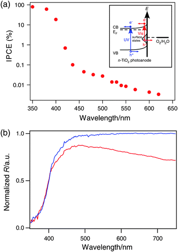 (a) IPCE at various excitation wavelengths. Inset: diagram showing a proposed mechanism for the photocurrent observed under the visible light, which involves the excitation of electrons trapped in surface states. (b) UV-Vis diffuse reflectance of a TiO2 nanowire thin film before (blue) and after (red) thermal annealing.