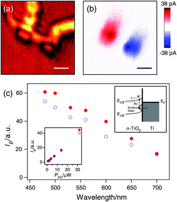 (a) Optical reflection and (b) scanning photocurrent image recorded from a single TiO2 nanowire with a 600 nm incident laser. Scale bars = 1 μm. (c) The wavelength dependence of the photocurrent (Ip) excited near the two contacts. Insets: (left bottom) power (Pinc) dependence of the photocurrent excited at 600 nm and (right top) a proposed mechanism for the photocurrent.