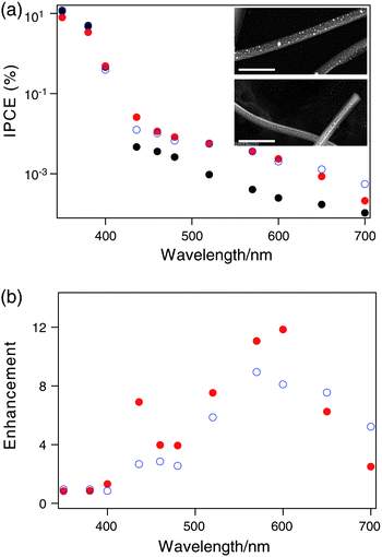 (a) The wavelength dependence of IPCE for sparse films of TiO2 nanowires (black dots), coated with silver nanoparticles (blue circles), and coated with gold nanoparticles (red dots). Inset: the SEM images of the TiO2 nanowires coated with silver nanoparticles (top) and gold nanoparticles (bottom). Scale bars = 1 μm. (b) The enhancement of IPCE versus wavelength by silver nanoparticles (blue circles) and gold nanoparticles (red dots).