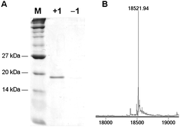 
          A) Coomassie stained gel of Ni-NTA purified myoglobin-4TAG expression in the presence (+1) and the absence (−1) of the diazirine-lysine. B) Incorporation of 1 into myoglobin was confirmed by ESI-MS, only showing a peak at 18521.94 Da in agreement with myo-1 (expected mass of 18522.26 Da). Myoglobin containing a natural amino acid at position 4 was not detected (e.g., lysine, 18396.15 Da).