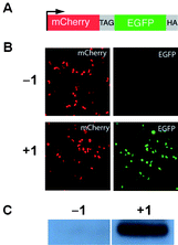 
          A) The mCherry-TAG-EGFP-HA reporter construct. B)Fluorescence micrographs of HEK293 cells expressing mCherry-TAG-EGFP-HA, PylRS, and PyltRNACUA in the absence and presence of 1. Full-length fusion protein is only generated in the presence of 1. C) Western blot of HEK293 cells expressing mCherry-TAG-EGFP-HA with an anti-HA tag antibody.