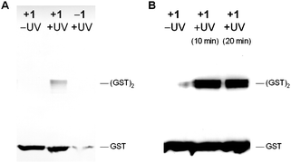 
          A) Immunoblot of photocrosslinked glutathione S-transferase (GST). GST-52TAG protein was expressed in the presence (+1) and the absence (−1) of the diazirine-lysine, purified, and either not irradiated (–UV) or irradiated (+UV) with UV light (365 nm, 20 min). The samples were analyzed by Western blot (8% SDS PAGE followed by detection with an anti-His antibody and 4CN colorimetric development). Photocrosslinked GST dimer was visible in the presence of both 1 and UV irradiation. B) Same as A), but photocrosslinking was conducted intracellularly and UV irradiation was performed for 10 and 20 min.