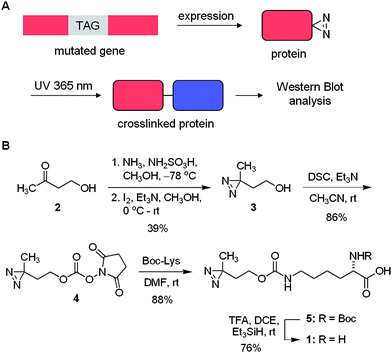 
          A) Unnatural amino acid mutagenesis in bacterial and mammalian cells allows for the site-specific incorporation of the diazirine group into proteins in response to an amber codon, TAG. Photochemical crosslinking then enables the identification of protein binding partners by analytical methods including Western blot and mass spec. B) Synthesis of the diazirine-modified lysine 1. DSC = disuccinimide carbonate, Boc = tert-butyloxycarbonyl, TFA = trifluoroacteic acid, DCE = dichloroethane.