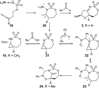 Proposed mechanism that accounts for the unusual regioselectivity observed in the allene amidation/nitrone annulation reaction.