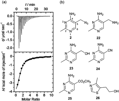 (a) Isothermal titration thermogram obtained by titrating fragment 4 (5 mM) into 100 μM thiM-RS at 25 °C. The enthalpy of binding ΔH was −5.90 kcal mol−1 and the entropy of binding ΔS was −0.53 cal K−1 mol−1. (b) Structures of fragments 2 and 22–26.43 Compound 2 shows the pyrimidine numbering system.