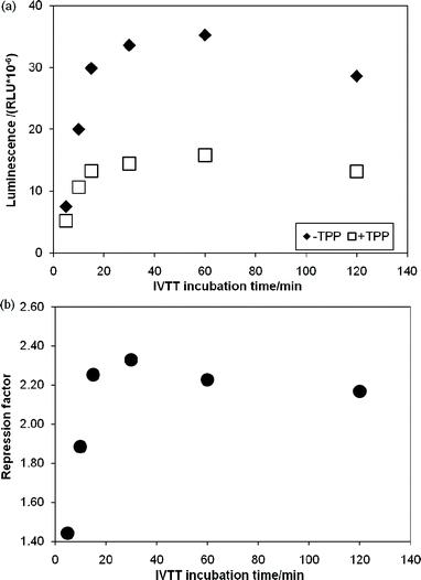 
            In vitro
            transcription
            translation assays of a DNA template containing the Renilla reniformisluciferase under control of the thiM-RS. (a) Time courses of IVTT reactions without TPP (◆) and with 100 μM TPP (□). The relative luminescence units are plotted vs. the IVTT incubation time. (b) Repression factor (defined as the ratio between the luminescence obtained with 100 μM TPP and without TPP) vs. the IVTT incubation time.