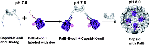 Schematic representation of PalB encapsulation. Capsid with K-coil and His-tag will be referred to as capsid protein in the text, PalB with E-coil will be referred to as PalB in the text. The PalB-capsid protein complex is mixed with wild-type capsid at pH 7.5 and subsequently dialyzed to pH 5.0 to induce capsid formation.