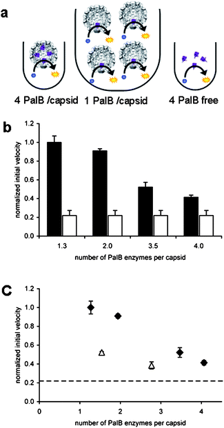 Kinetics of PalB encapsulation. The concentration of PalB is the same in all samples. (A) Schematic representation of experimental setup. (B) Normalized initial velocities with respect to 1.3 PalB/capsid. Black bars represent initial velocities of samples with encapsulated PalB. White bars indicate normalized initial velocity of non-encapsulated PalB (one experiment was plotted four times for clarity. Error bars indicate SD of triplicate experiments. (C) Normalized initial velocities plotted against the number of encapsulated PalB enzymes per capsid. (◆ represent capsid with encapsulated PalB; △ represent capsids with PalB and 7 EGFP proteins. Error bars indicate SD of triplicate experiments. The dashed line indicates the initial velocity of non-encapsulated PalB.