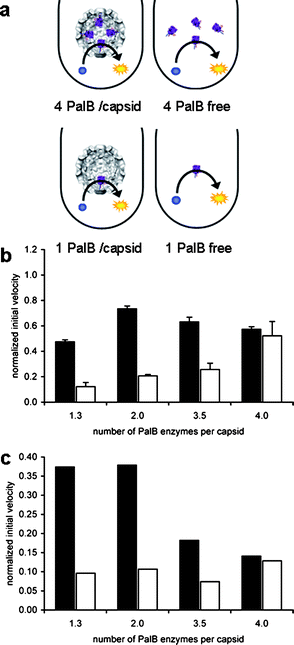 Kinetics of PalB encapsulation. The concentration of capsid is the same in all samples. (A) Schematic representation of the experimental setup. (B) Normalized initial rates with respect to 1.3 PalB/capsid experiment reported in Fig. 2. The reduced normalized velocity is a result from the absolute dilution in order to obtain the same concentration of capsid. Black bars represent initial rates of samples with encapsulated PalB. White bars indicate the normalized initial rate of non-encapsulated PalB. Error bars indicate standard deviation of triplicate experiments. (C) Normalized initial rates per PalB and per capsid, values obtained by dividing values of the initial rates of graph B by the number of PalB enzymes per capsid.