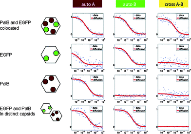 Dual-color FCCS correlation curves of CCMV capsids containing EGFP (grey circles), PalB (black circles) or both. When EGFP is encapsulated, there is correlation in the green channel B, when PalB is encapsulated there is correlation in the red channel A, but only when both are present in the same capsid the cross-correlation arises. Due to spectral overlap of EGFP and the Alexa Fluor 568 dye at higher wavelengths some of the emission of EGFP is recorded in the red channel, thereby causing some red-channel auto-correlation even when the red dye Alexa Fluor 568 is absent.