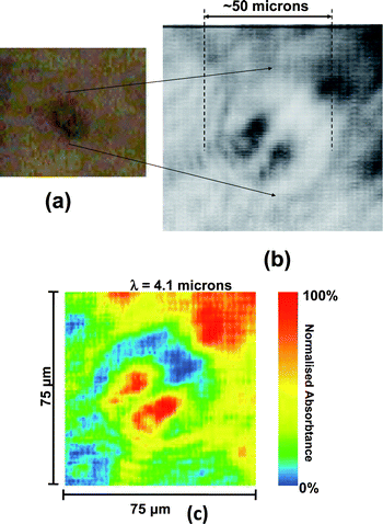 
          Mid-IR
           image of a single live 
          SK-OV-3
           human ovarian cancer 
          cell
           undergoing 
          mitosis
          , in H
          
            2
          
          O based 
          phosphate buffer solution
          . (a) Visible image taken with a CCD camera attached to the microscope and (b) imaged in transmission, at λ ∼ 4.1 μm with the OPG infrared source and mid-IR camera. (c) False colour rendition of image (b). The dividing nuclei of the cell are clearly resolved in the IR image, which was acquired in 100 psec at a pixel resolution of 1.9 μm × 1.9μm.