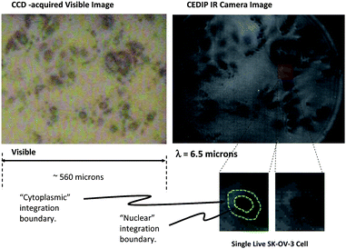 
          Images of 
          cell
           cultures. Right, transmission mode image of living SK-OV-3 ovarian cancer cell culture (in D2O), acquired with the OPG wavelength tuned to λ ∼ 6.5 μm. Left, simultaneously acquired visible image. Inset, an example of how the sharpest focus cell images are visually selected for the cell-level spectroscopy analysis. The spatially-integrated signal regions corresponding to the cell nucleus and the cytoplasm are delineated by borders which are drawn by eye from the two images.