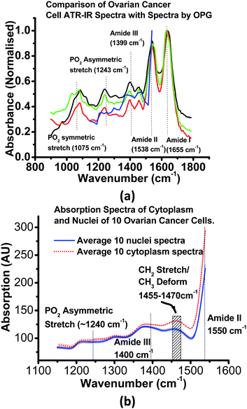 
          Cell
           Level 
          Absorption Spectra
          . Fig 3a: blue line:- Infrared absorbance spectra of viable SK-OV-3 ovarian cancer cells (i.e. cytoplasmic and nuclear components averaged), in D2O, as obtained with the OPG imager. Red, green, black lines, Fourier transform IR spectra recorded from 3 different specimens of the same SK-OV-3 cells, dried and examined in an attenuated total-reflection (ATR) geometry with a FTIR spectrometer. Fig 3b: absorption spectra (heavy lines) with 1σ error margins (light lines) averaged for the nuclear (blue, solid) and cytoplasmic (red, dotted) components of 10 cells, in D2O, as described in Fig. 2. Each cell was imaged at wavelength increments of 0.05 μm steps in wavelength. The spectra from the two cellular components can be seen to diverge significantly in the spectral region > 1350 cm−1.