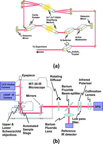 
          Schematic of the Optical setup. Fig 4a: the OPG IR radiation source comprises a short-pulsed λ = 2.78 μm laser, constructed around an Er3+:Cr3+ (YSGG) rod. The intracavity Q-switching, modelocking and cavity dumping components shape the laser output into a single ∼100 psec long pulse. After being amplified in a second Er3+:Cr3+ (YSGG) rod, this pulse is intense enough (∼3 mJ energy) to drive an efficient optical parametric generation (OPG) process in an angle tuned crystal of ZnGeP2. Fig. 4b: the OPG beam was first collimated with infrared lenses, and a fraction split off, with a BaF2 beam splitter, to a pyroelectric reference detector. Coherent speckle effects were eliminated by using a rotating diffuser placed at the entrance port to the microscope, and a rotating polariser was used to switch between the signal (λ = 4.0–4.95 μm) and idler (λ = 6.4–8.6 μm) pulses generated by the OPG. A low-pass filter (a polished slice of Indium Arsenide semiconductor) was used to block the residual λ = 2.78 μm laser light.